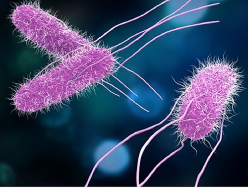 USDA đưa ra đề xuất nhằm hạn chế nhiễm khuẩn Salmonella  

